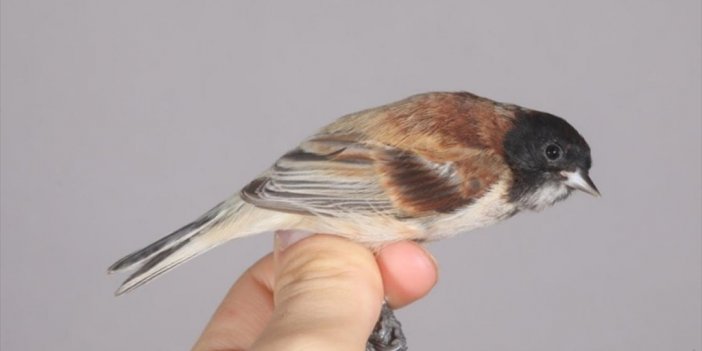 Iğdır'da Görülen Karabaşlı Çulha Kuşu, Türkiye'nin 498. Türü Olarak Kayıtlara Girdi