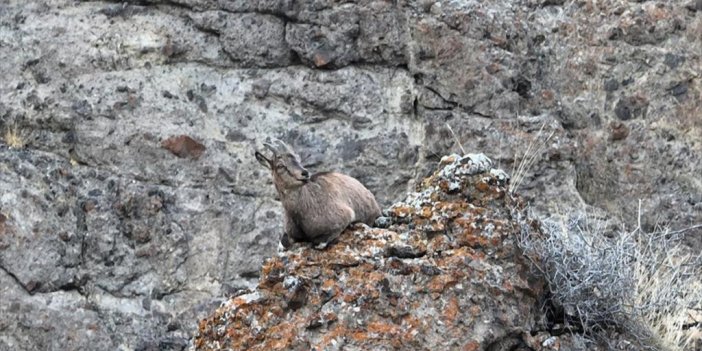 Erzurum'da Yaban Keçileri Sürü Halinde Havadan Görüntülendi