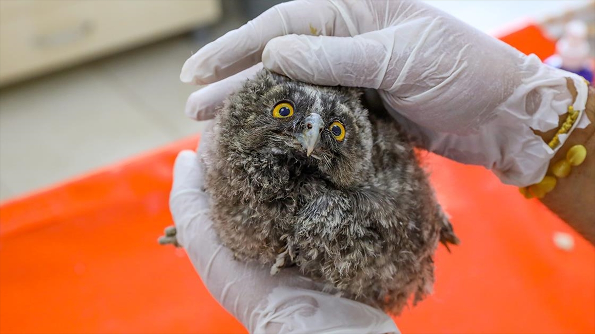 Diyarbakır'da Geçen Yıl 270 Yaban Hayvanı Tedavi Edilerek Doğaya Salındı