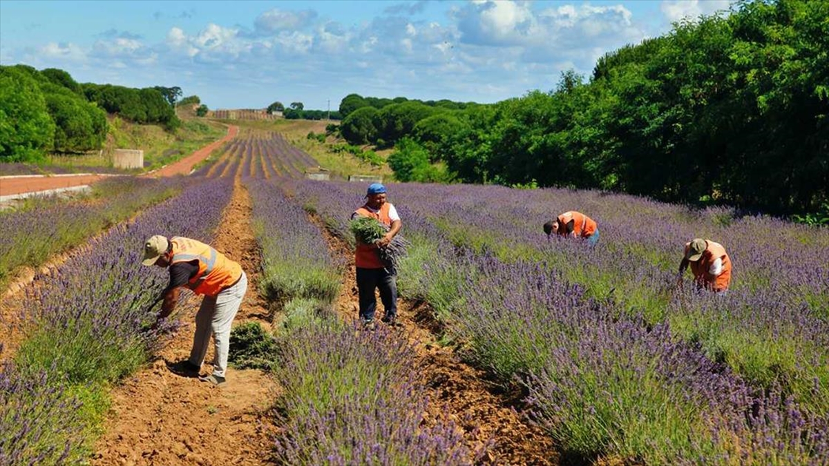Sakarya Botanik Vadisi'nde Üretilen Tıbbi Ve Aromatik Bitkilerin Yüzde 90'ı İhraç Edildi