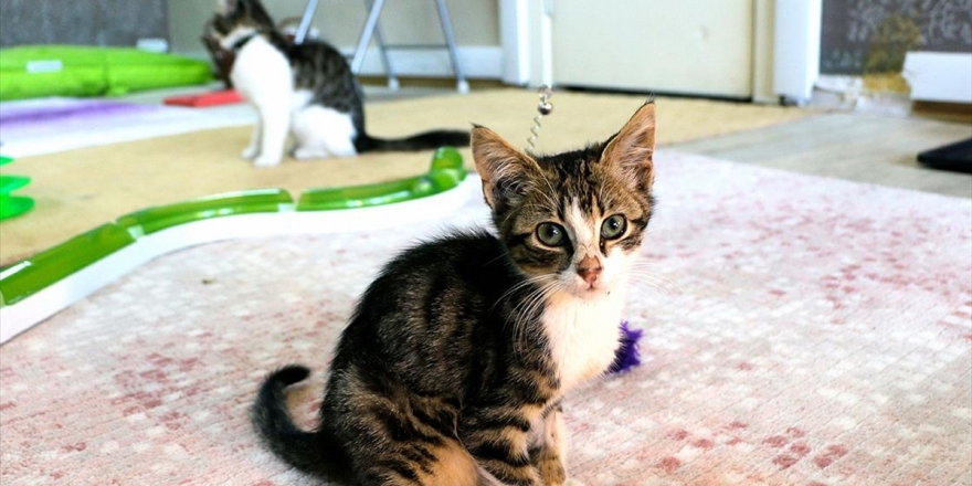 Kedi Otelinde Bayram Rezervasyonları Doldu