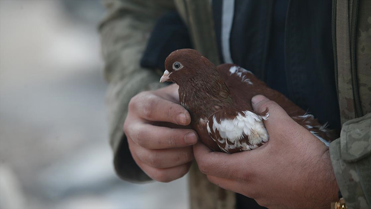 Ekipler Enkazdan Evcil Hayvanları Da Kurtarıyor