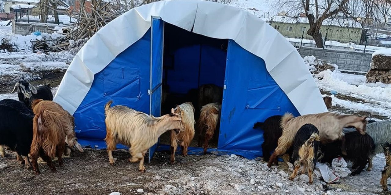 Deprem Bölgesindeki hayvancılıkla uğraşanlara yem desteği!