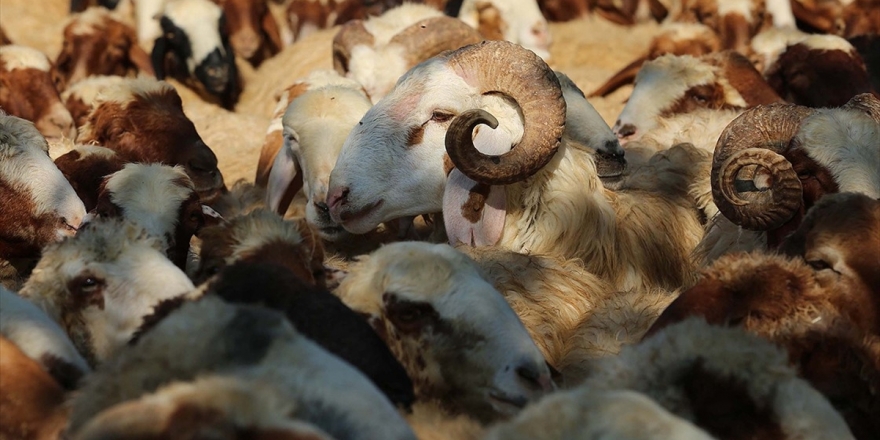 'Kurbanlıkların Yüzde 100'ü Yerli Olacak'