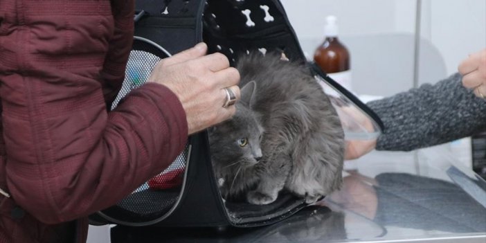 Deprem Bölgesindeki Hayvanların Yaralarına Merhem Oldular