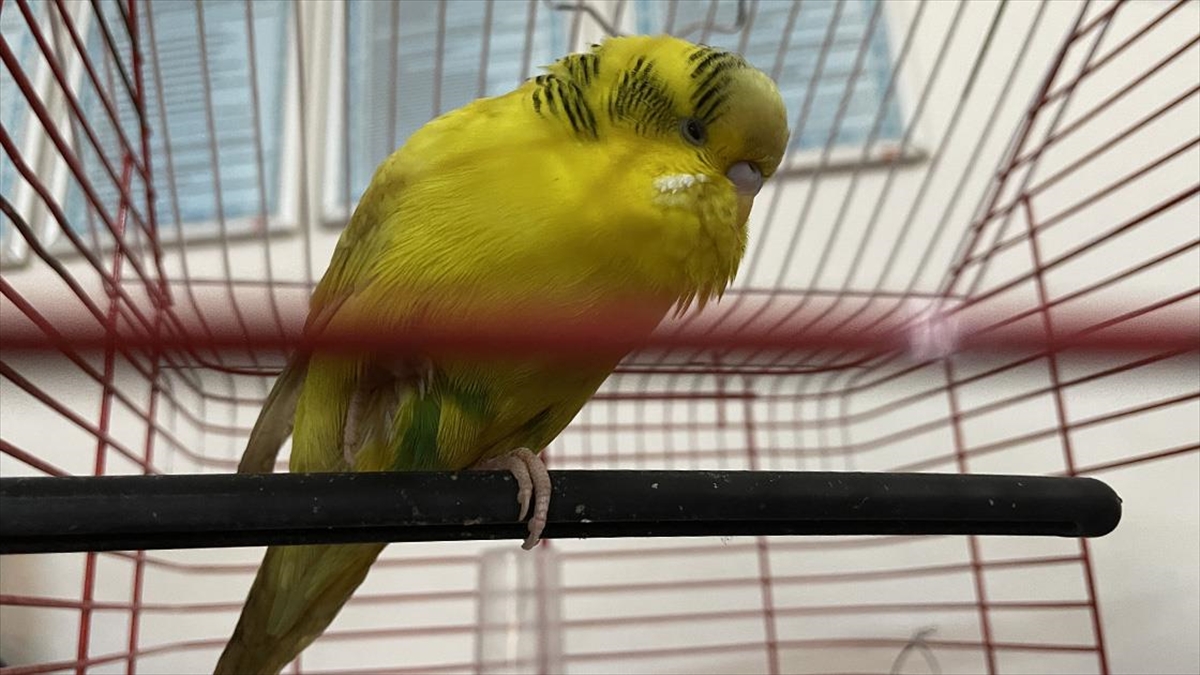 Gaziantep'te Depremden Yaralı Kurtarılan Muhabbet Kuşuna "gazi" İsmi Verildi