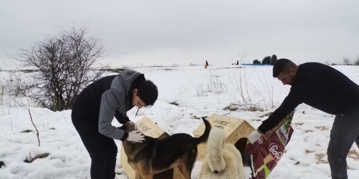 Asortie Mobilya Depremden Etkilenen Hayvanlar İçin Kolları Sıvadı