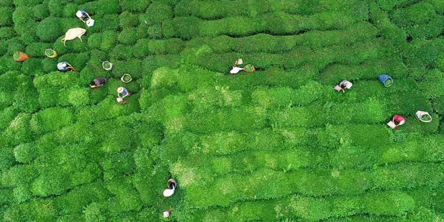 'Dünyanın Her Yerinde Bizim Çayımız Var'