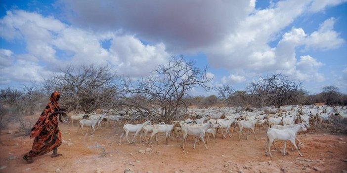 Kenya'da Kuraklık Nedeniyle 2,6 Milyon Hayvan Ölüm Tehlikesiyle Karşı Karşıya