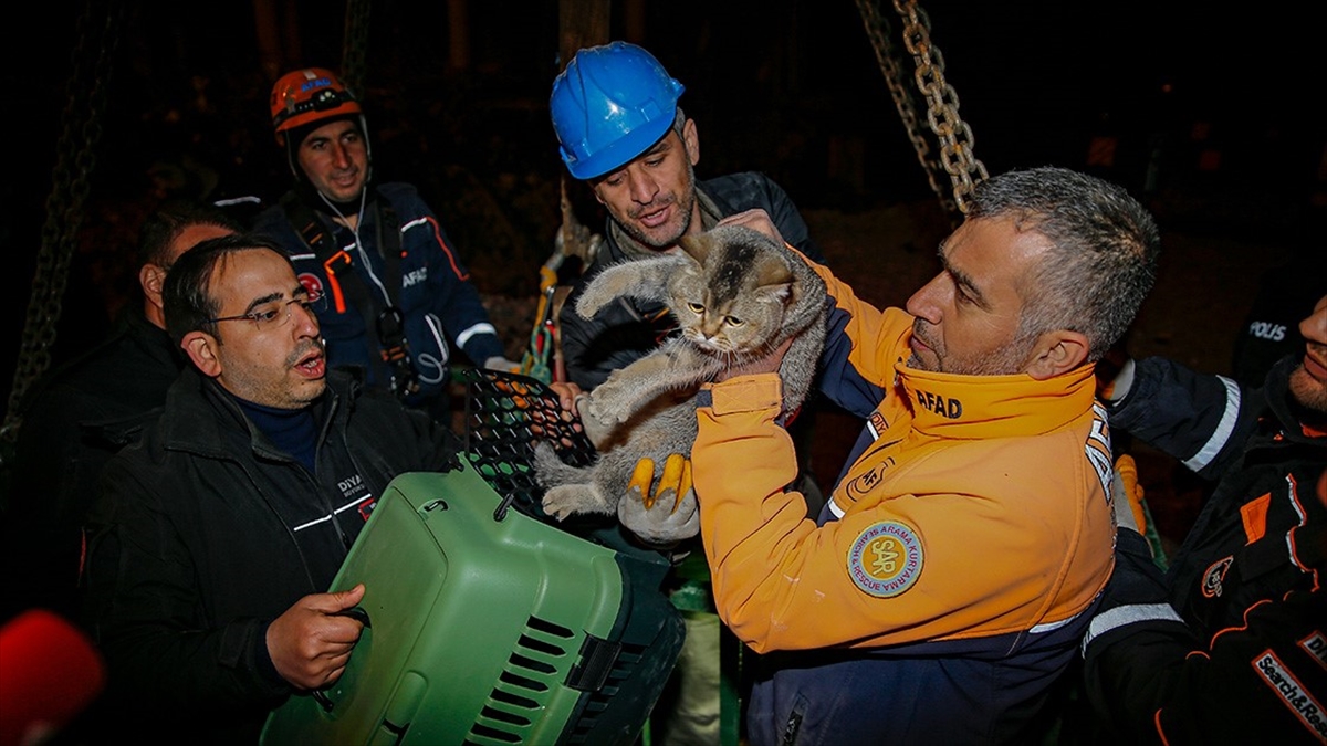 Deprem Bölgesindeki Evcil Hayvanlar Mikroçip Sayesinde Sahiplerine Kavuşuyor