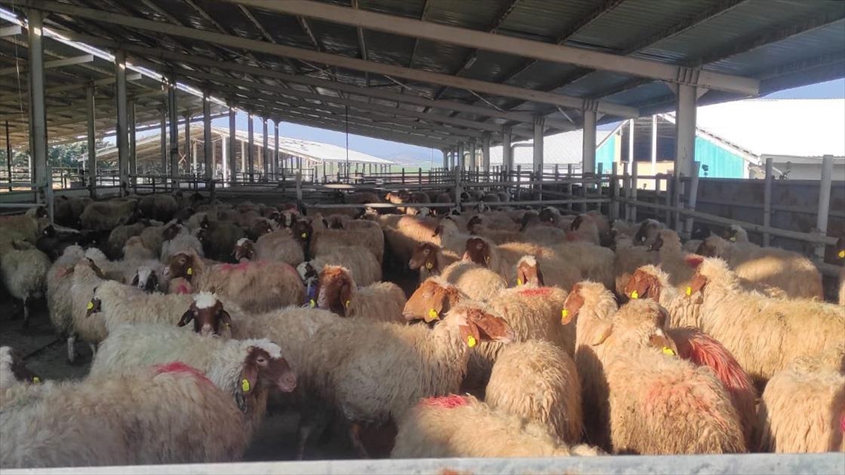 Gaziantep'te Depremzedelere Telef Olan Hayvanlarının Yerine 9 Bin Hayvan Verildi