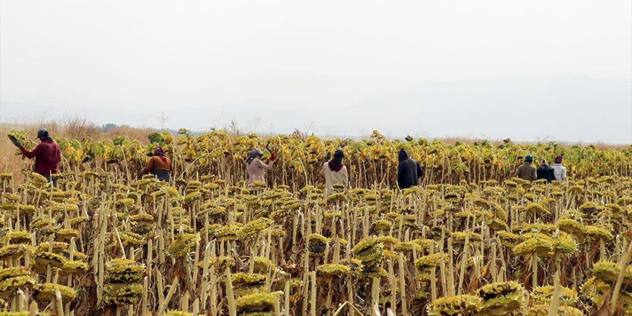 Tarım İşçilerinin Günlük Ücreti belli oldu
