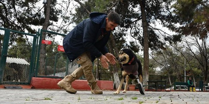 Depremde Tek Bacağını Kaybeden Köpeğe Protez Takıldı