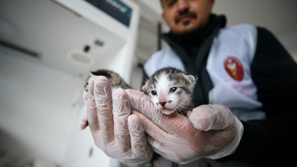 Kahramanmaraş'ta Enkaz Altından Kurtarılan Hayvanlar Emin Ellerde