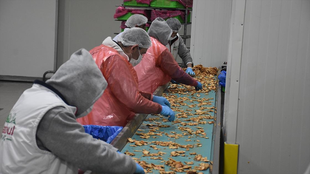 Depremin Ardından Kaldığı Yerden Başlayıp İlk İhracatını Yaptı