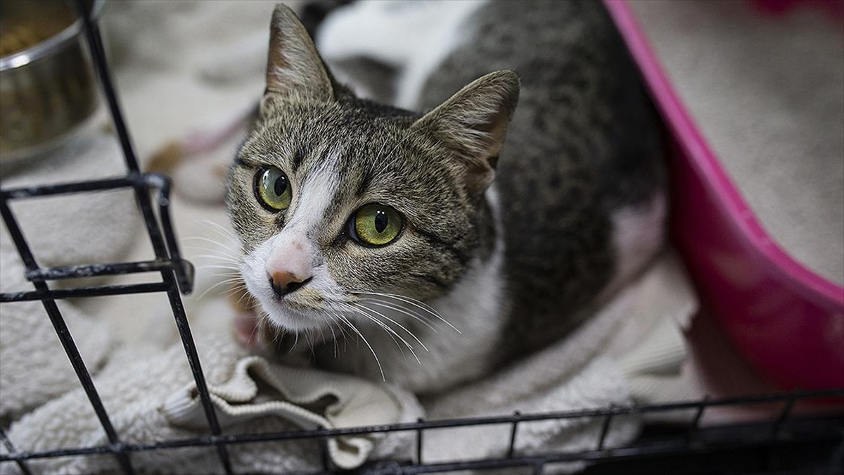 Depremde Yaralanan Can Dostlara Sıcak Yuva Aranıyor