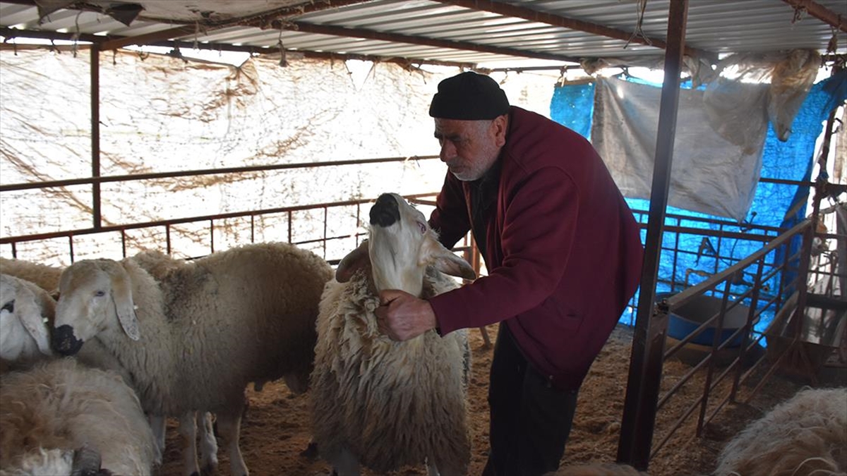 Kahramanmaraş'ta Kurban Bağışları İhtiyaç Sahiplerine Ulaştırılıyor