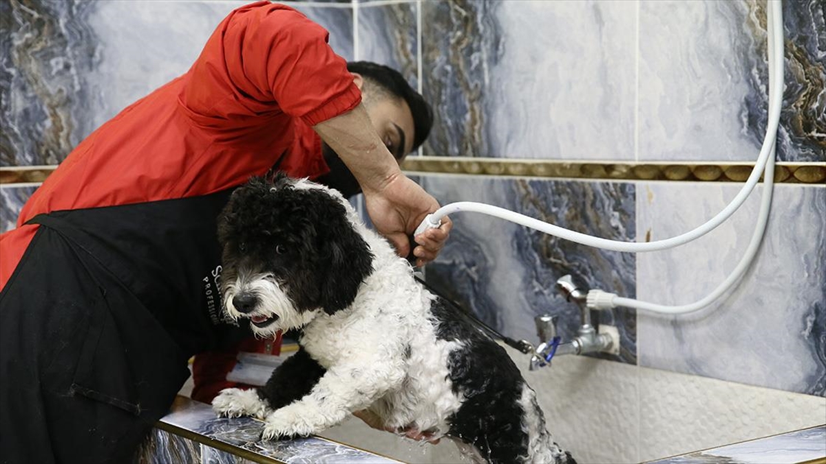 Adanalı Hayvanseverler Depremden Etkilenen "patili Dostlar"a Kucak Açtı