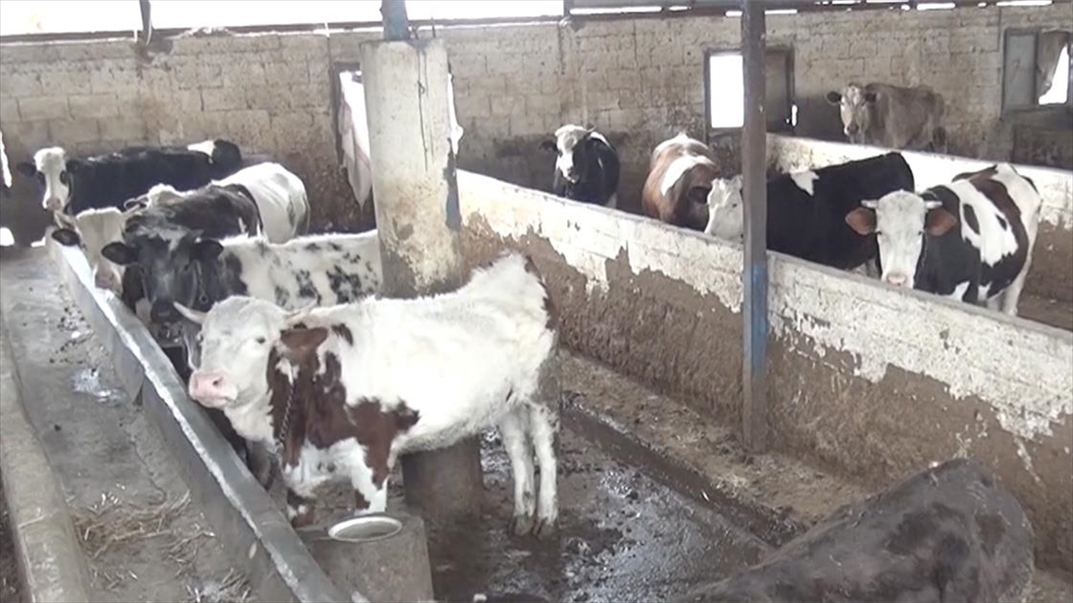 Depremlerden Etkilenen Besicilerin Yaraları Devlet Eliyle Sarılıyor