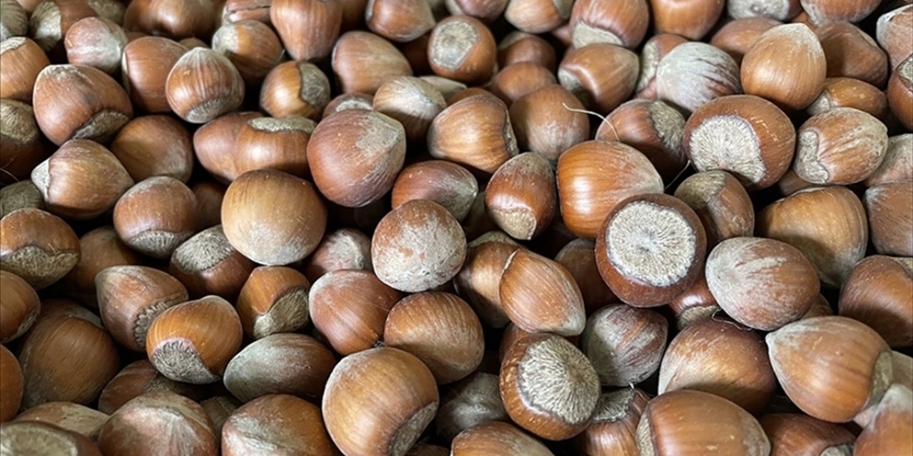 Türkiye'nni Fındık İhracatında elde ettiği gelir açıklandı!