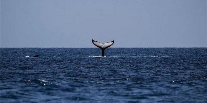 Dünya'daki Yaklaşık 8 Milyon Canlı Türünün Yüzde 25'i Yok Olma Tehlikesi Altında