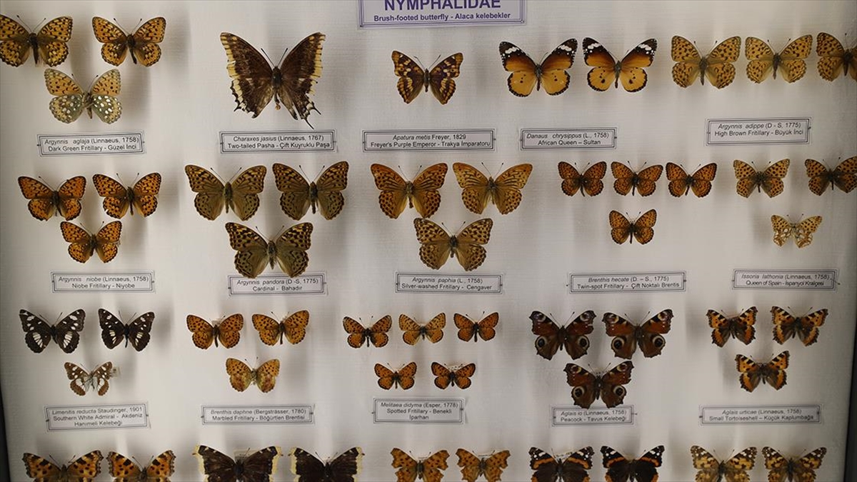 Trakya Üniversitesi Doğa Tarihi Müzesine Gelenleri "imparator Kelebeği" Karşılıyor