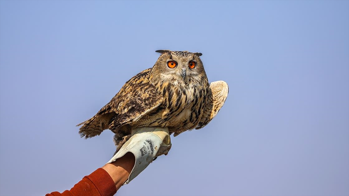 Tarım Ve Orman Bakanlığı, Geçen Yıl 11 Bin 377 Yaban Hayvanını Tedavi Ederek Doğal Ortamına Bıraktı