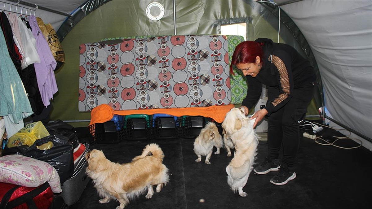 Evdeki Kedi Ve Köpekler Depremden Hemen Önce Sahiplerini Uyandırmış