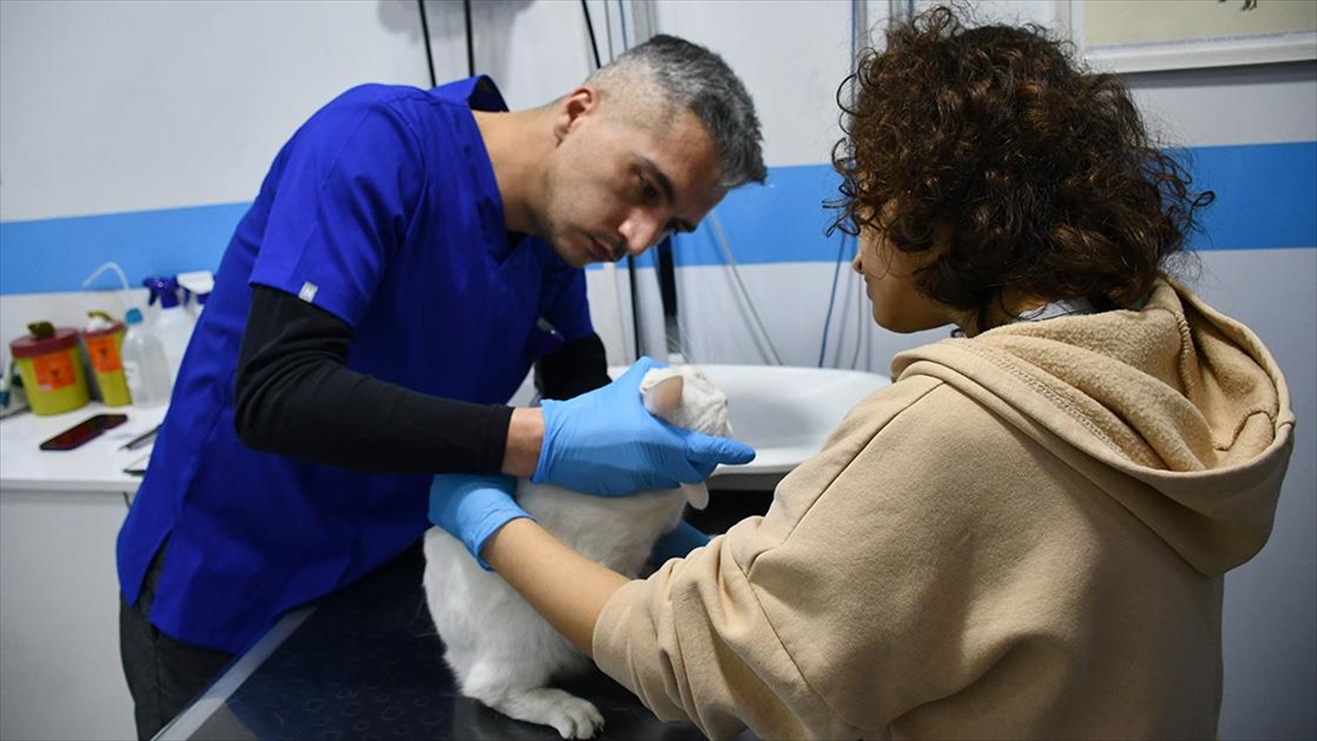 Deprem Bölgesinden Getirilen Kedilerin Strese Bağlı Hastalıklarını Tedavi Ediyor