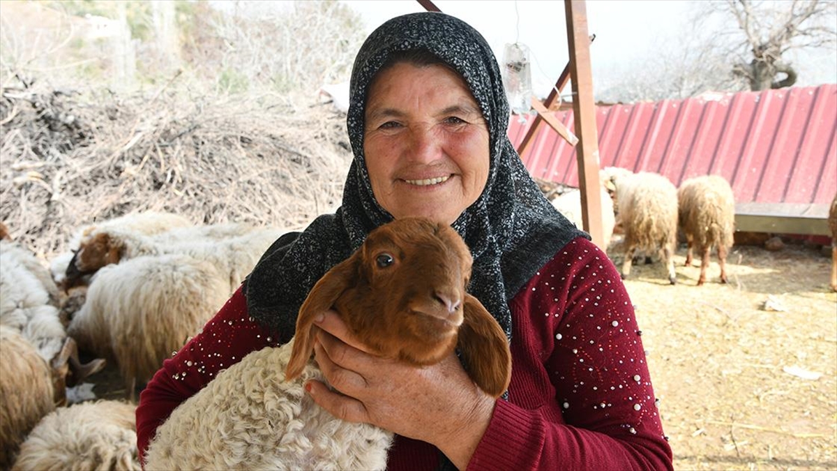 Depremzede Elmas Teyze, Enkazda Annesi Telef Olan Kuzusu "nazlı"yla Teselli Oluyor