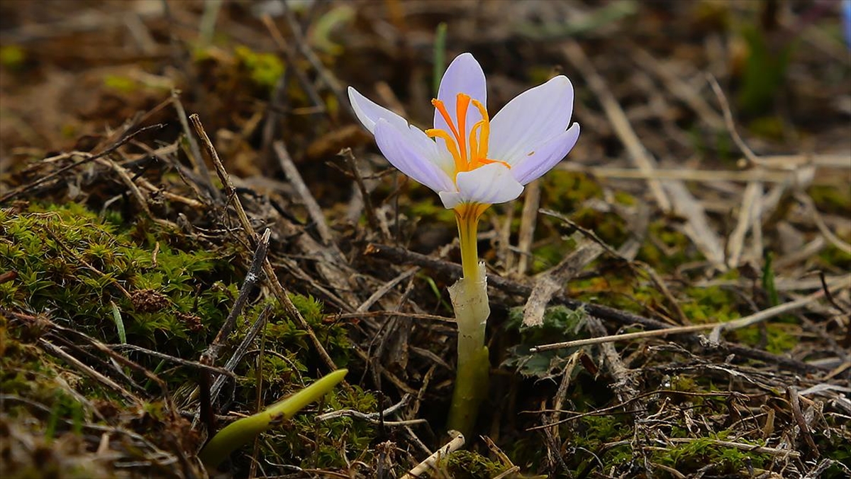 Cemre Yarın Toprağa Düşecek
