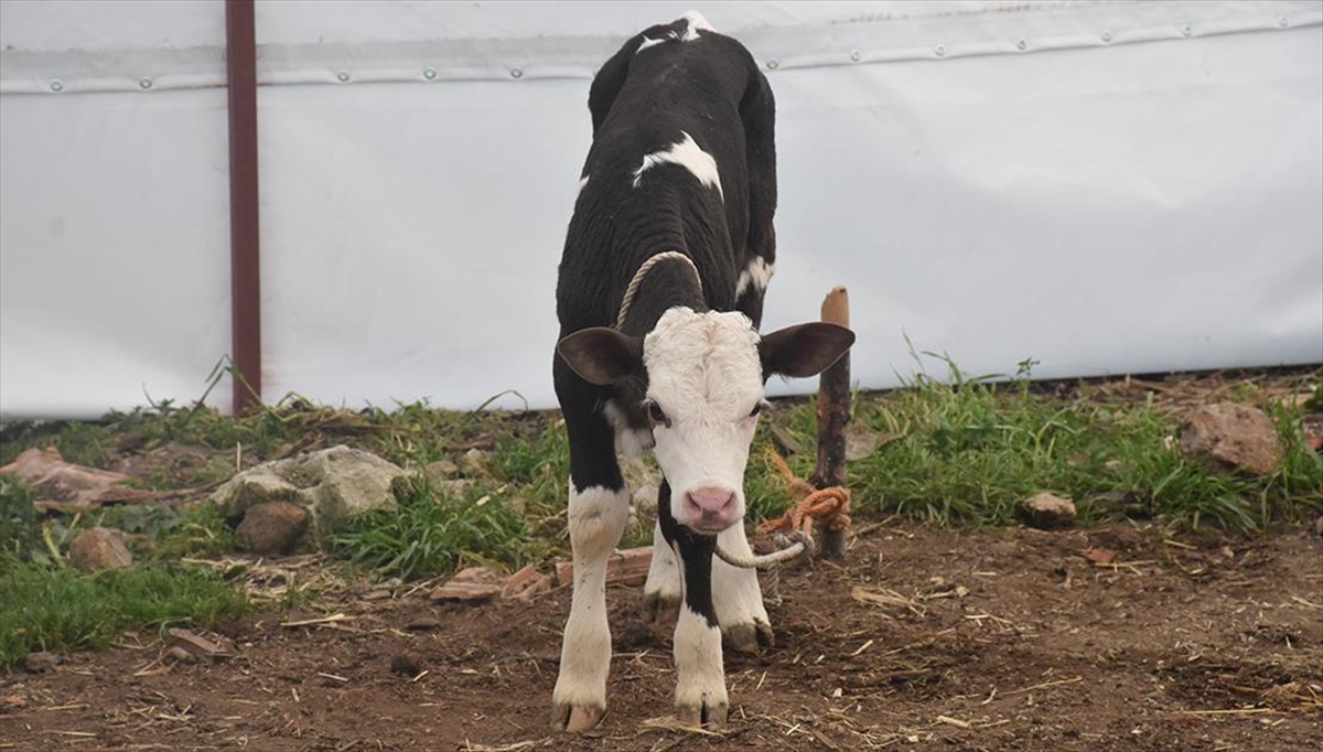 Deprem Buzağılarına Afad, Keder, Umut İsimlerini Verdiler