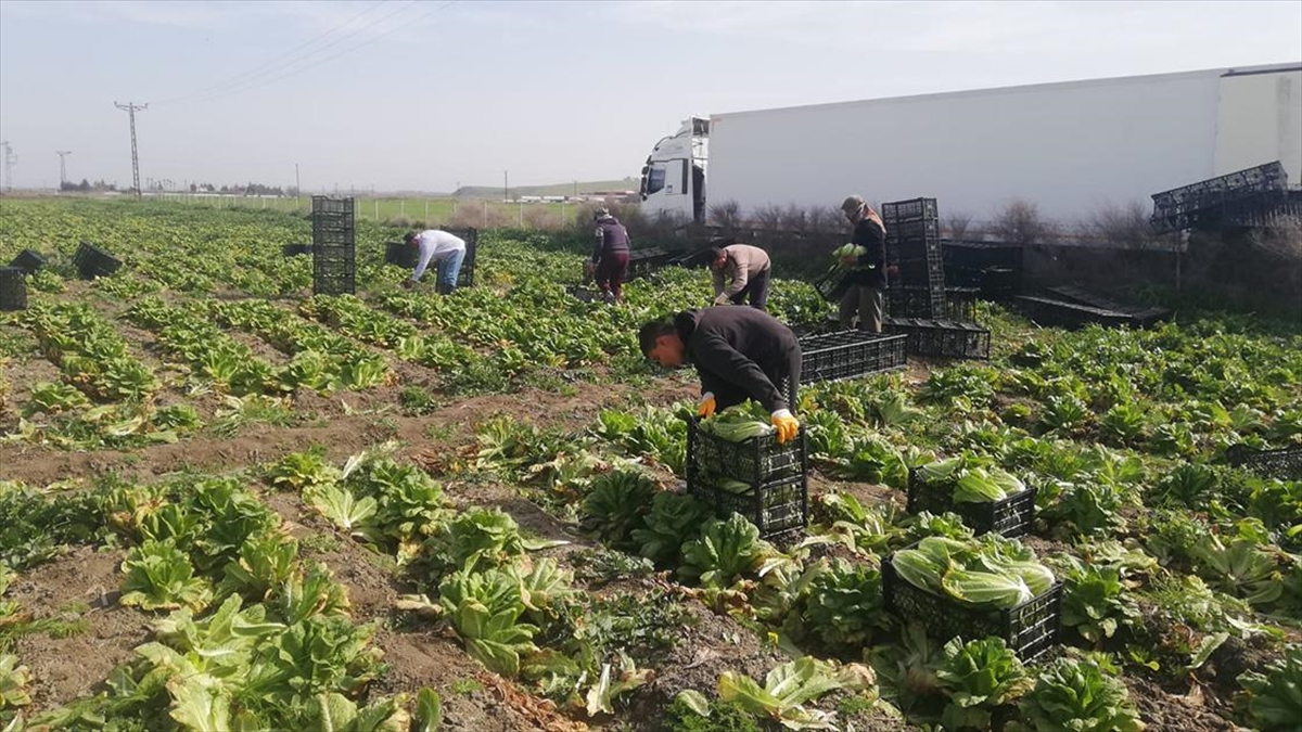Hatay'da Depremzede Çiftçinin Ürünü Tarlada Kalmaktan Kurtuldu