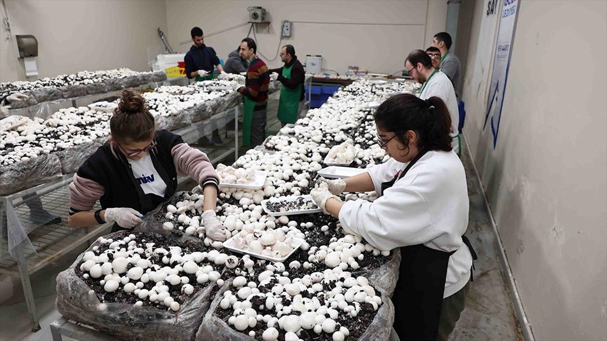 Engelli Depremzedeyle Arkadaşlarının Yetiştirdikleri Mantar Afet Bölgesine Gönderilecek