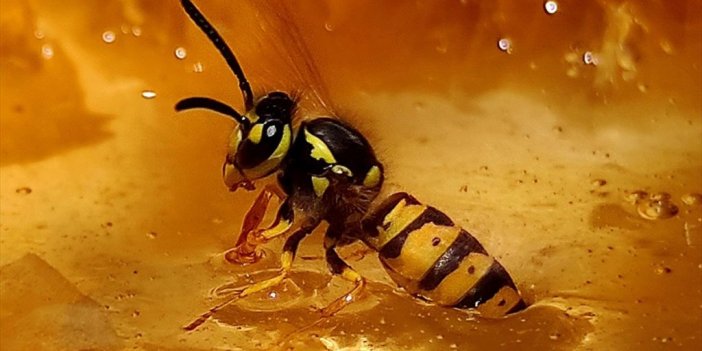 Araştırma: Yaban Arıları, Deneyimli Arıları İzleyerek Bulmaca Çözmeyi Öğreniyor