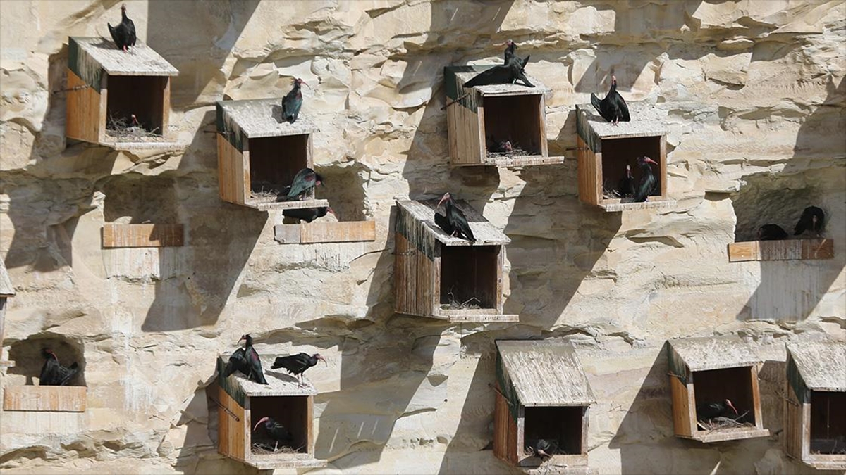 Şanlıurfa'da Koruma Altındaki Kelaynaklar Depremden Etkilenmedi