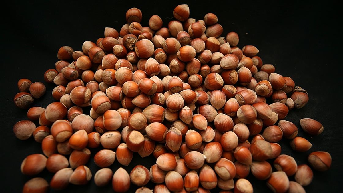 Trabzon'un 2 Aylık Fındık İhracatı 129,8 Milyon Dolara Ulaştı