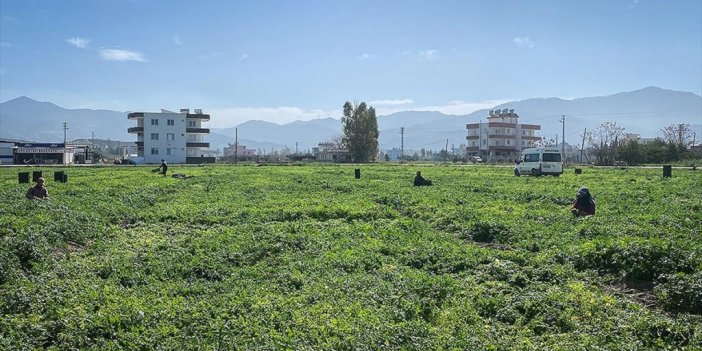 Depremzede Çiftçiye Yaklaşık 5 Milyar Liralık Destek Sağlandı