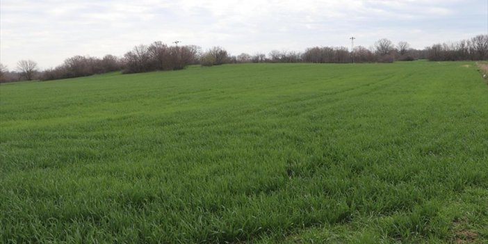 Edirne'deki Kuraklık Buğdayda "verim Düşüklüğü" Riski Oluşturuyor