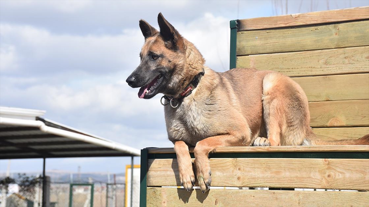 "uma", "leydi" Ve "çıtır" Deprem Bölgesinde Arama Kurtarma Ekiplerinin Yardımcısı Oldu