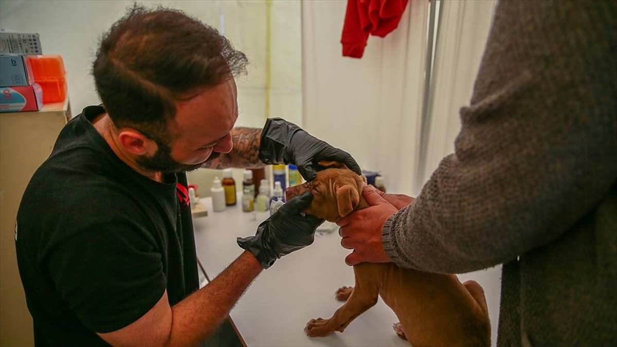 Deprem Bölgesindeki Evcil Hayvanları Çadırda Tedavi Ediyor