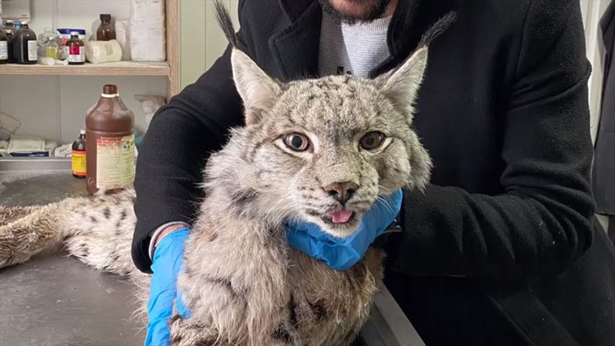 Erzurum'da Yaralı Halde Bulunan Vaşak Tedavi Altına Alındı