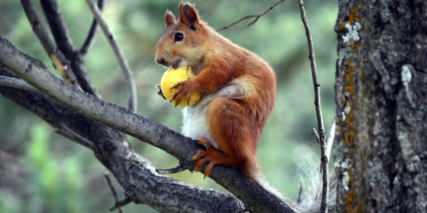 Kayısı Yiyen Sincaplar Renkli Görüntüler Oluşturdu