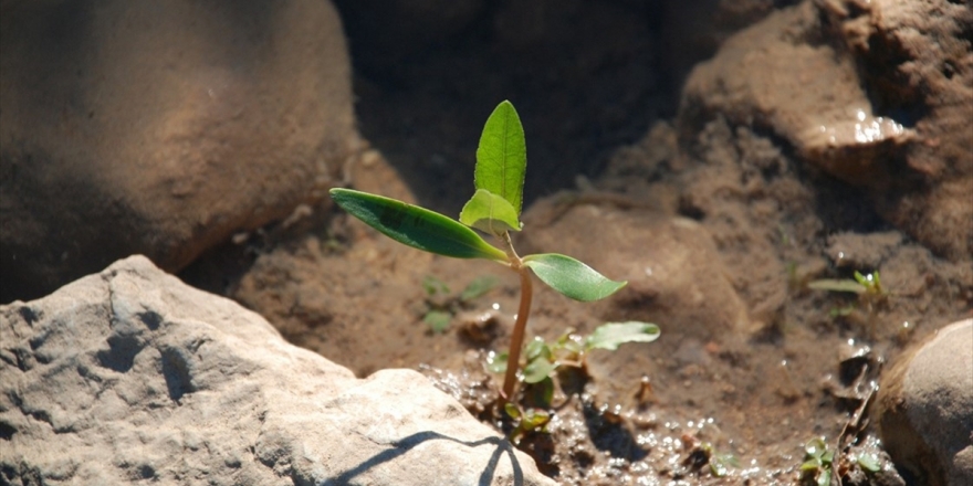 Etiyopya 200 Milyon Fidanla Dünya Rekoru Kıracak