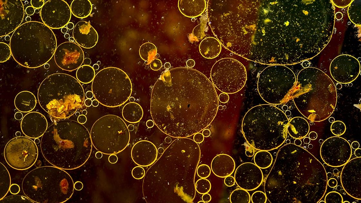 Lavaboya Dökülen Atık Yağlar Karıştığı Su Kaynağındaki Oksijeni De Tüketiyor