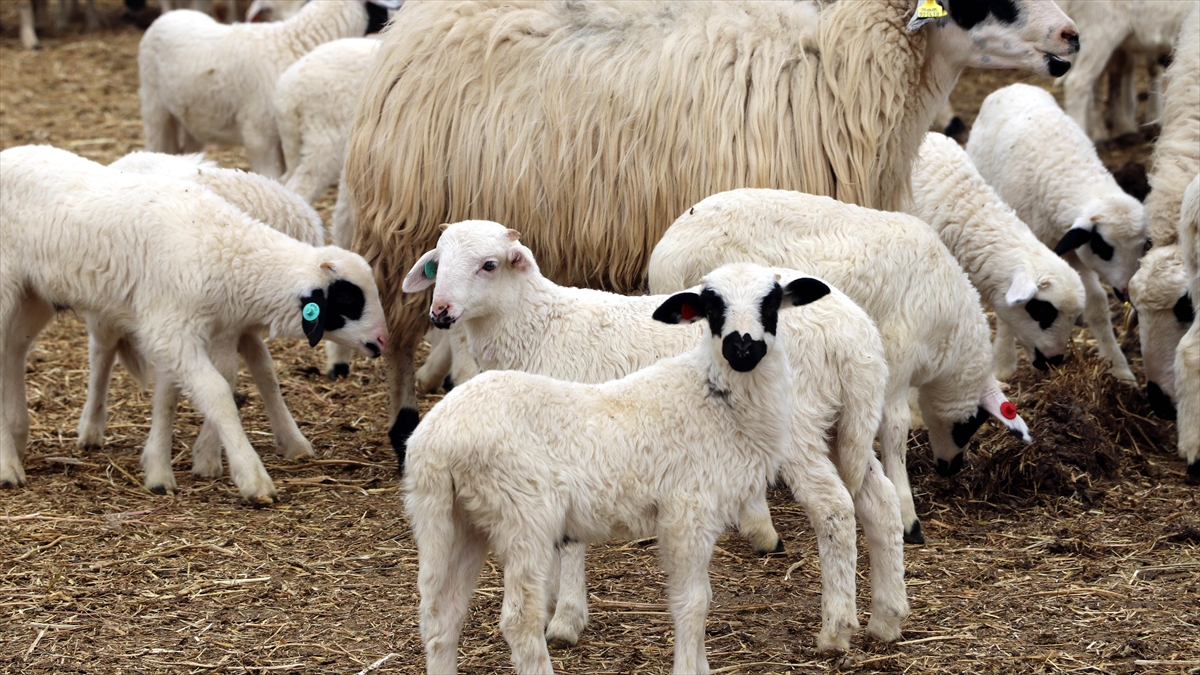 Çiftçilere Yaklaşık 1,7 Milyar Liralık Tarımsal Destek Ödemesi Bugün Yapılacak