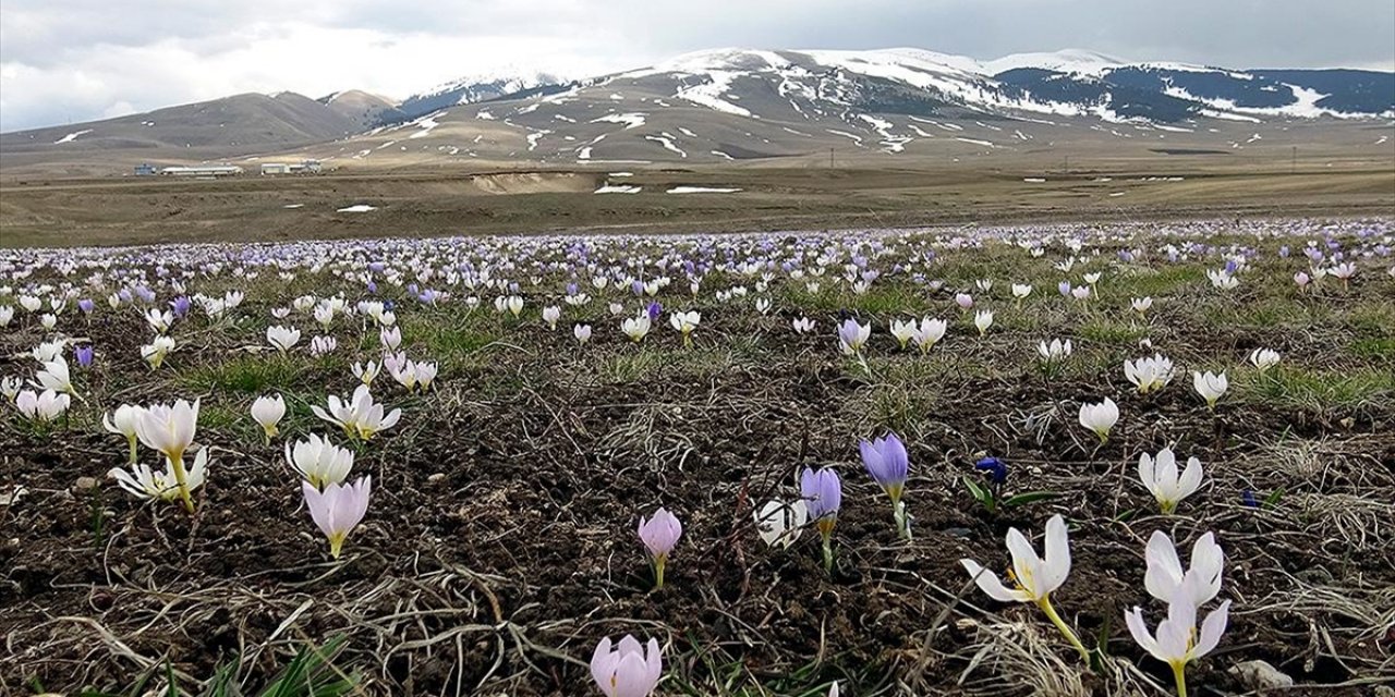 Kars'ta "Baharın Müjdecisi"  Geldi