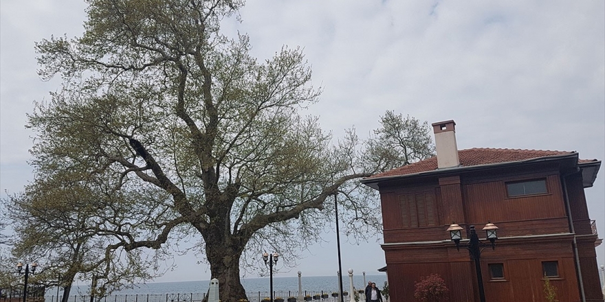 Tarihe Tanıklık Eden 9 Bin 369 Ağaç Tescillendi