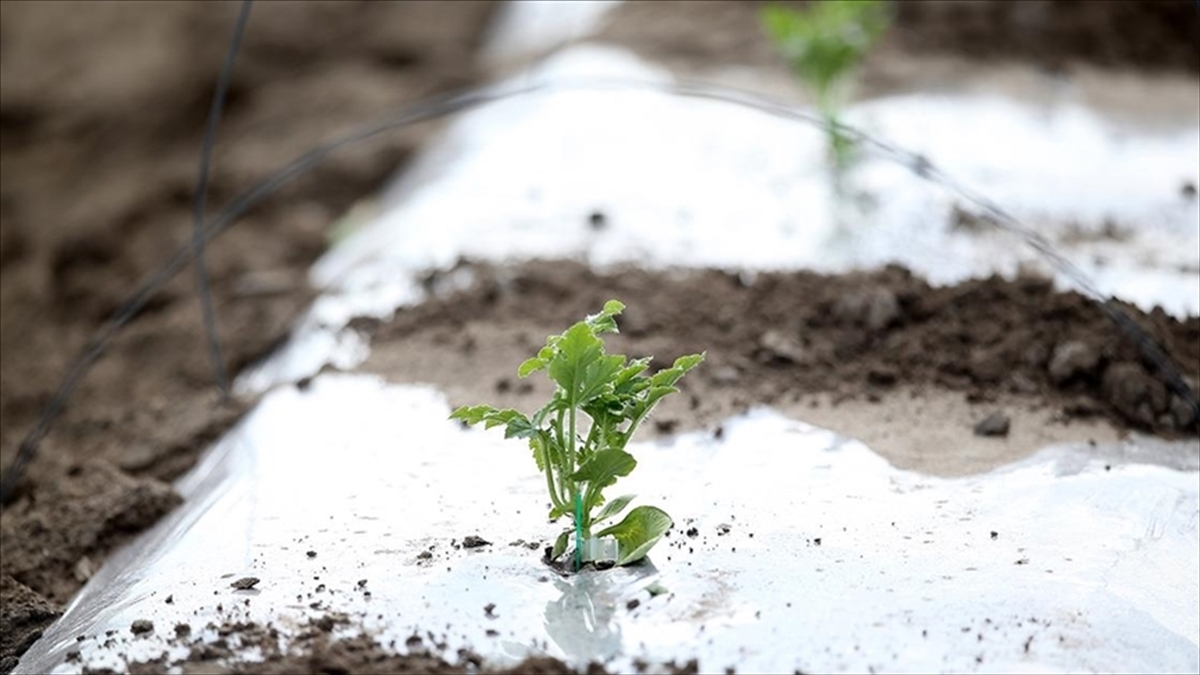 Meteorolojiden Zirai Don Uyarısı