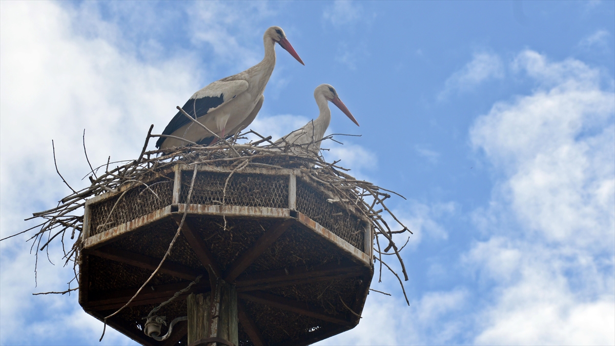Baharın Müjdecisi Leylekler Ağrı'daki Yuvalarına Gelmeye Başladı